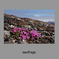 saxifrage